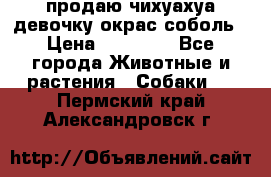 продаю чихуахуа девочку,окрас соболь › Цена ­ 25 000 - Все города Животные и растения » Собаки   . Пермский край,Александровск г.